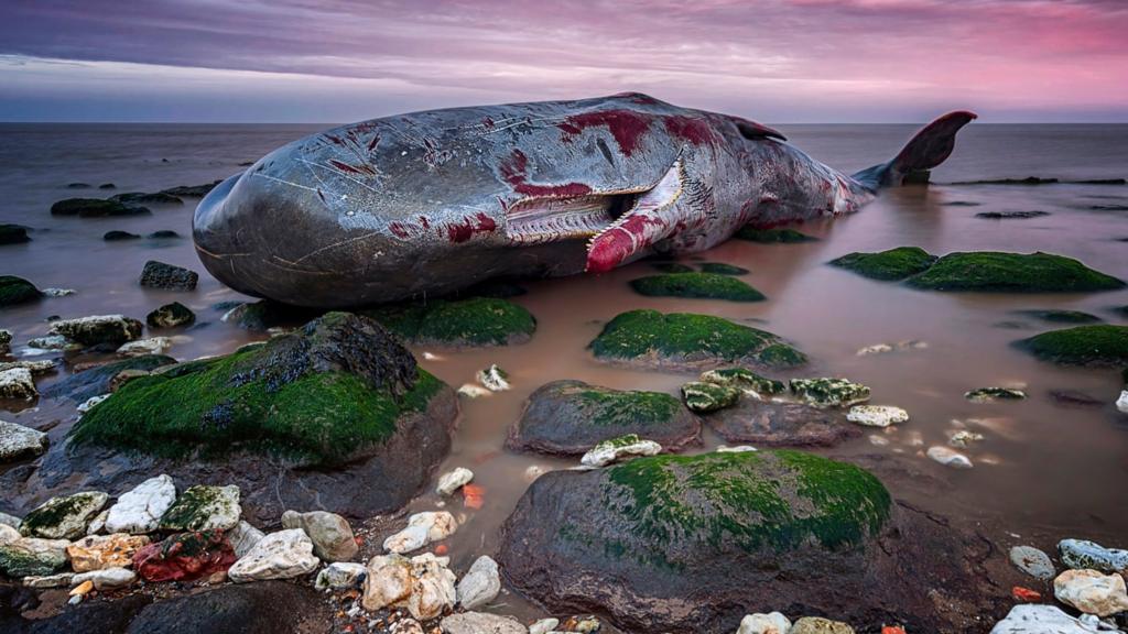 Dead whale at Hunstanton