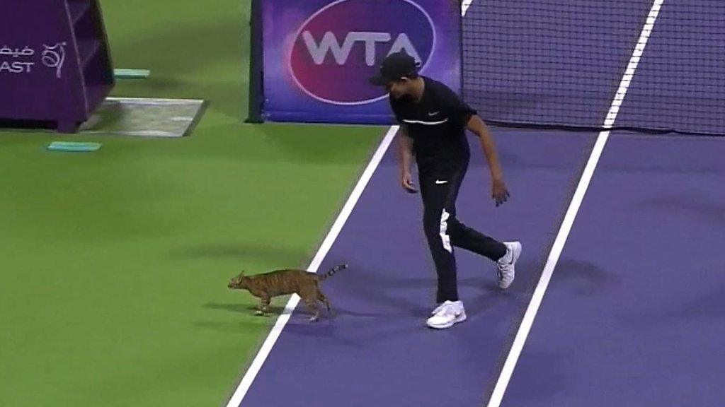 Cat on a tennis court