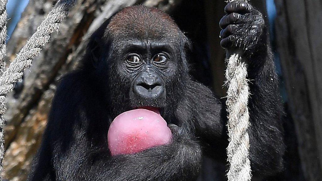 A young lowland gorilla called Gernot eats iced treats with nuts and berries during the hot weather at London Zoo in London