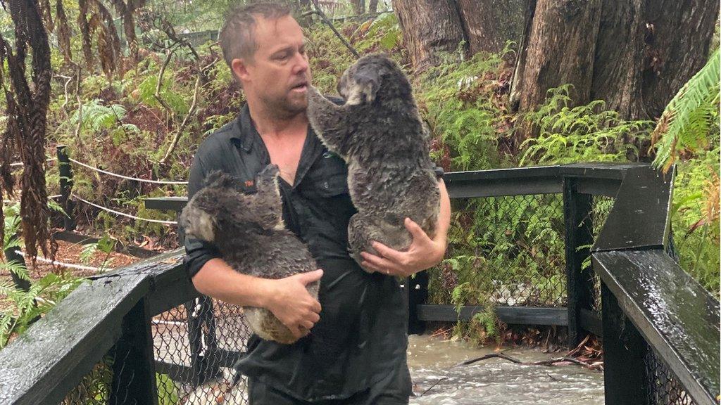 park-keeper-rescues-koalas-from-flood-australia.