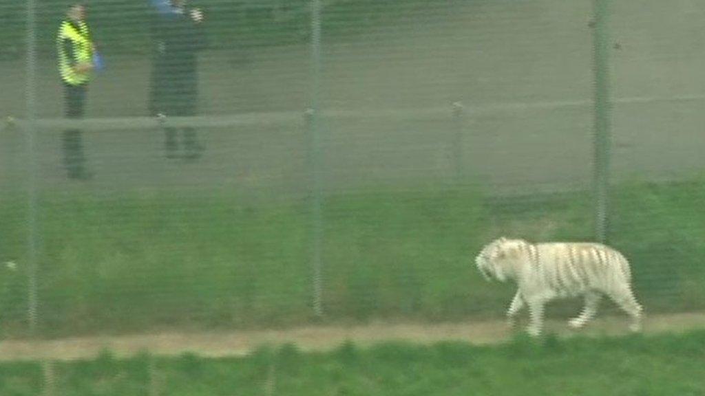 tiger at Hamerton Zoo