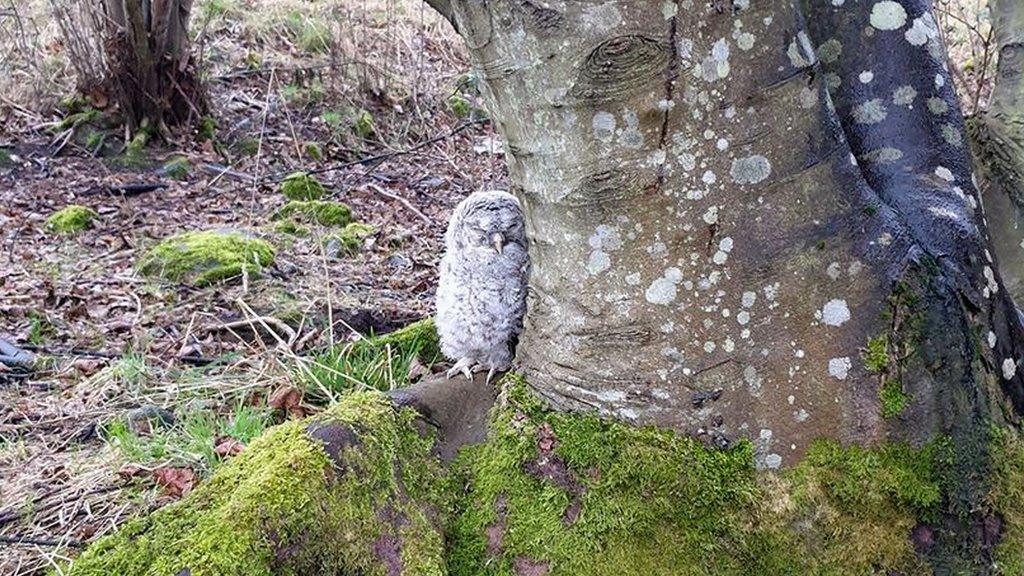 Owl at foot of tree