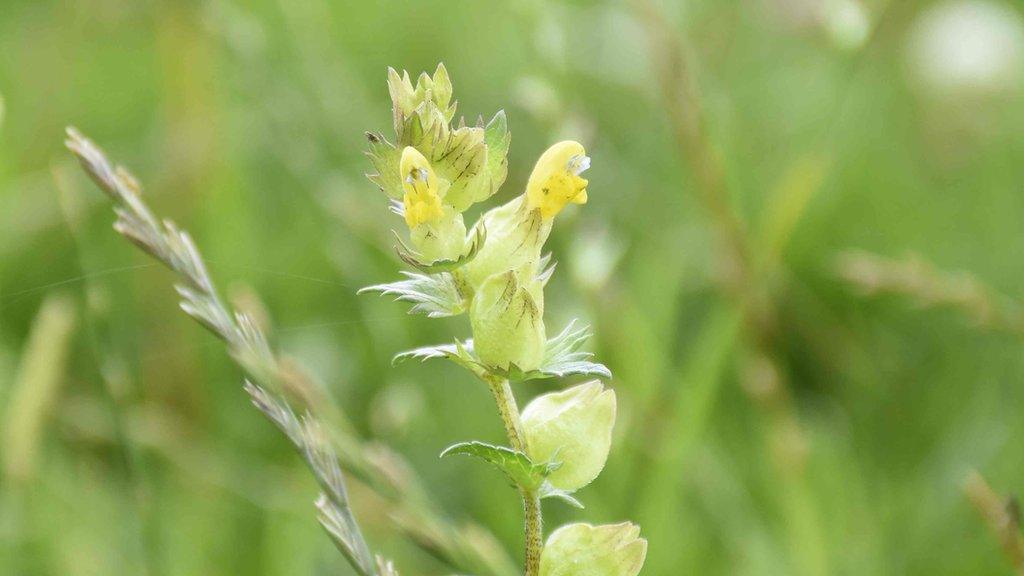 Yellow rattleseed flower