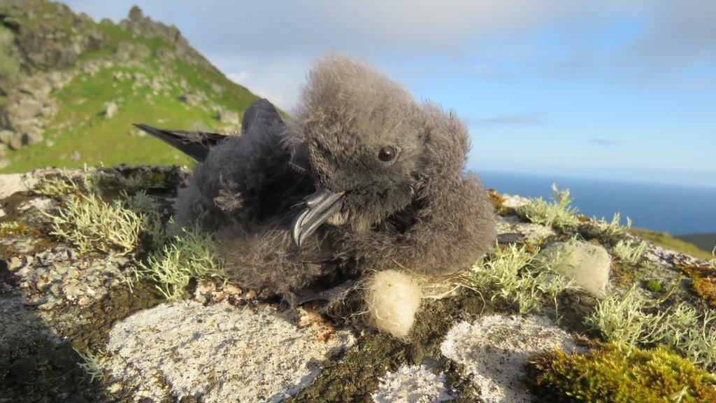 Storm petrel