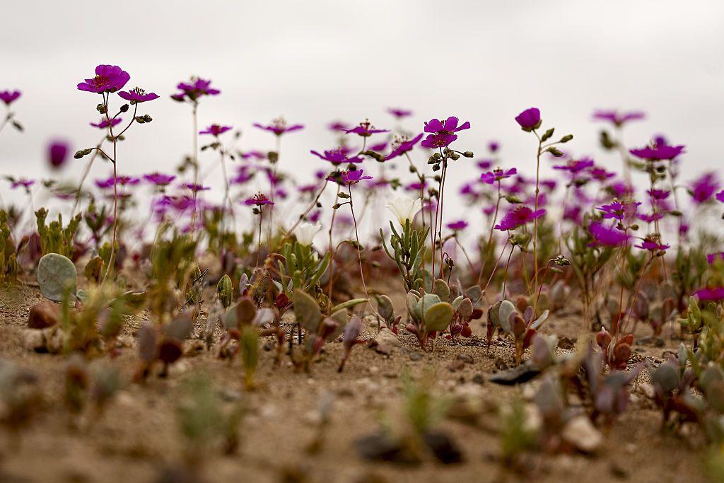 Close up of many small purple flowers growing in ground