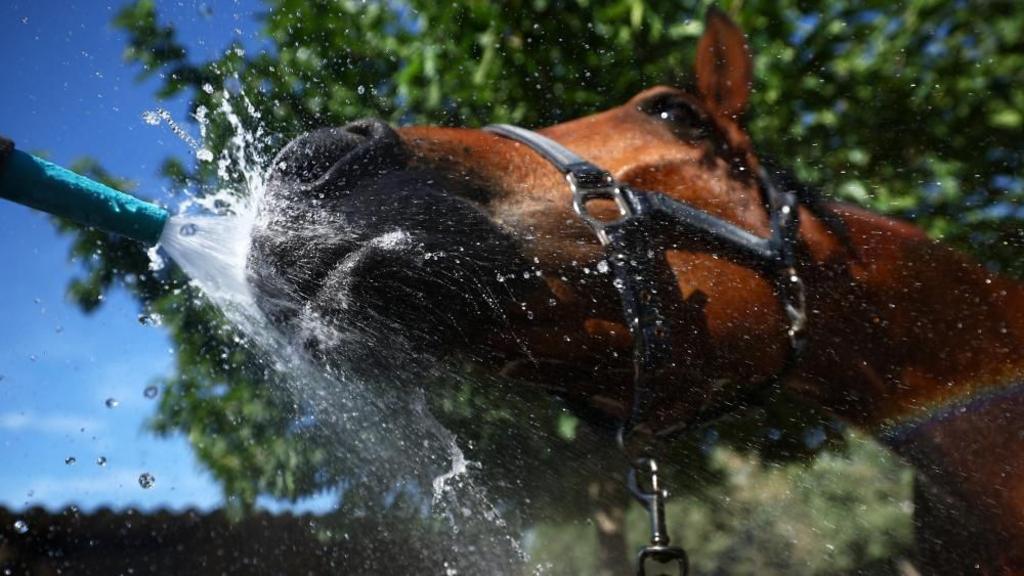 Horse sprayed with hose