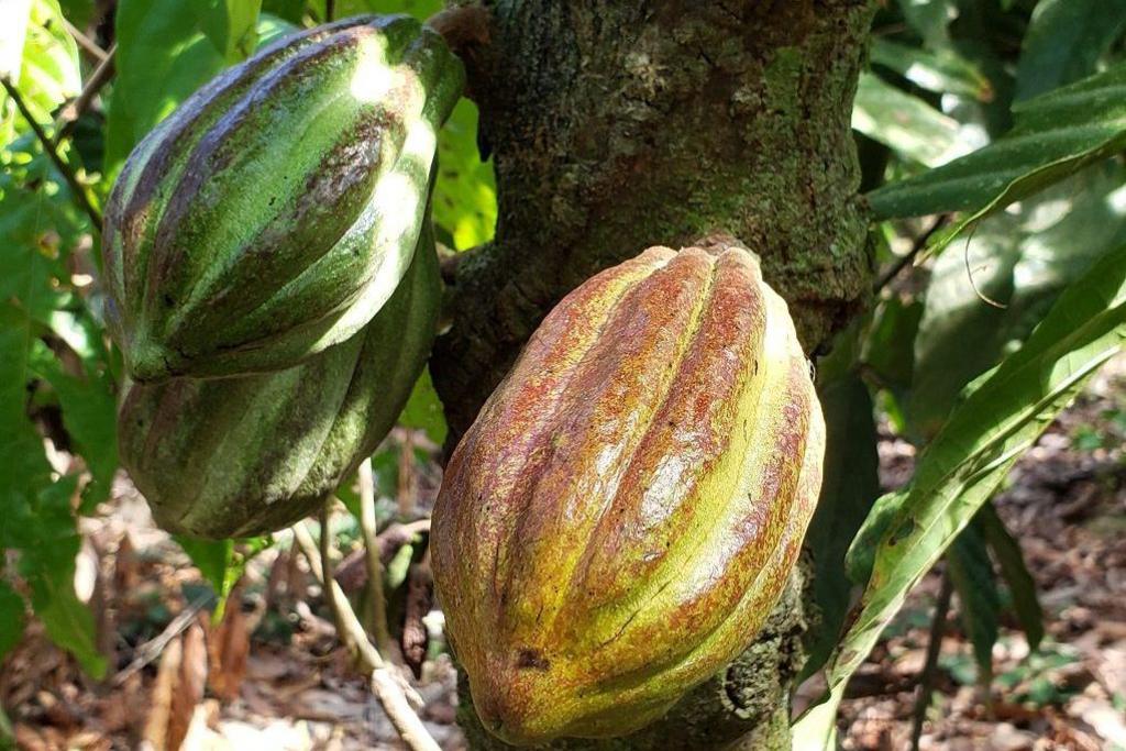 A view of a cocoa tree growing cocoa fruits.