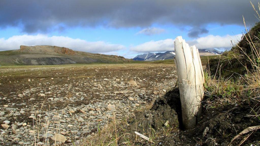 A mammoth tusk sticks out of the ground in Wrangel Island