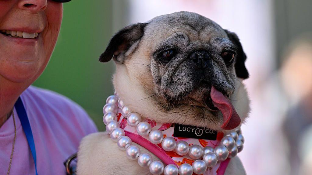 Jinny Lu is a pug that is cream with black features on her face. She has a long pink tongue coming from her mouth and is wearing a pink harness with pearls