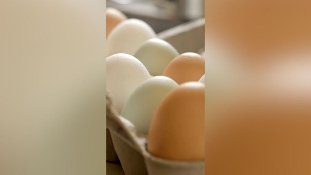 UK salmonella outbreak leaves one dead and hundreds ill