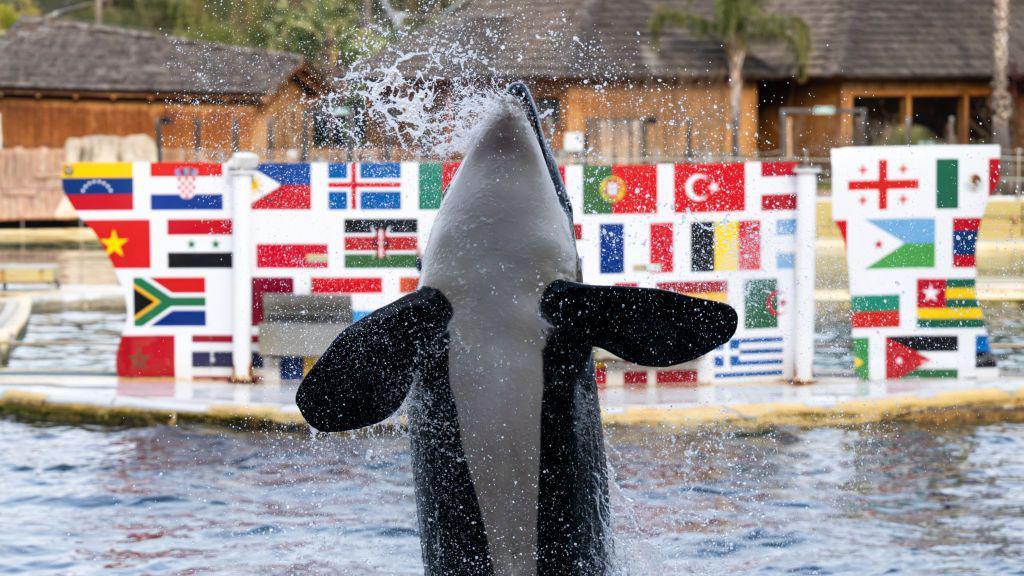 An orca leaps vertically into the air as it performs during a show at Marineland Antibes