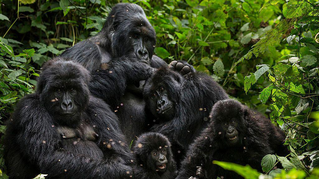 A family of mountain gorillas in a forest