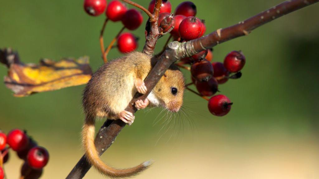 Hazel dormouse