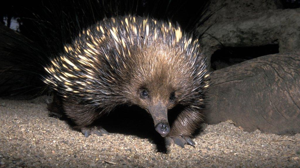 An echidna