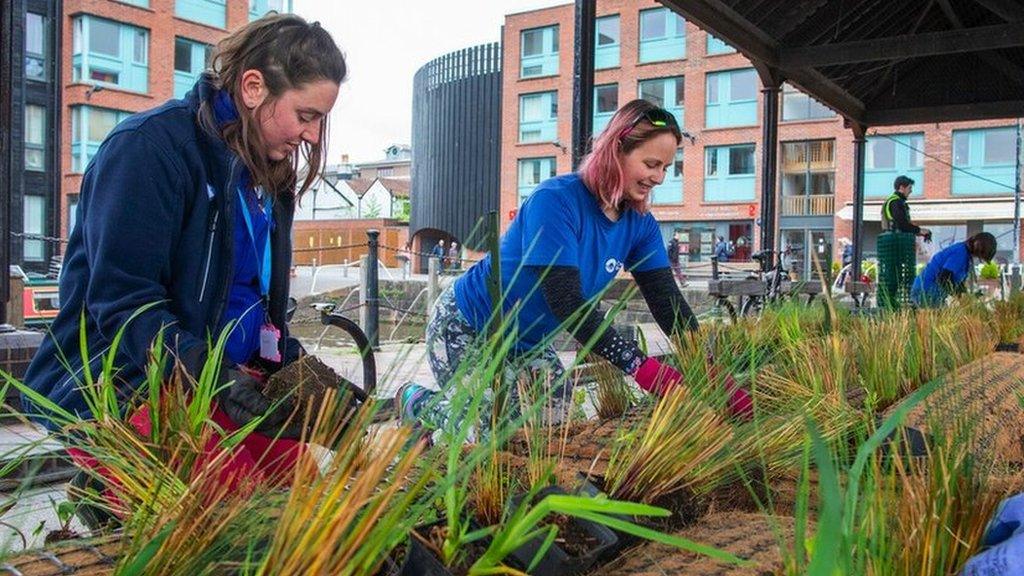 Volunteers creating a reed bed