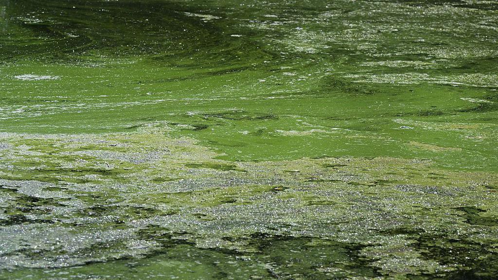 Blue-green algae on Lough Neagh. The water is different shades of green.