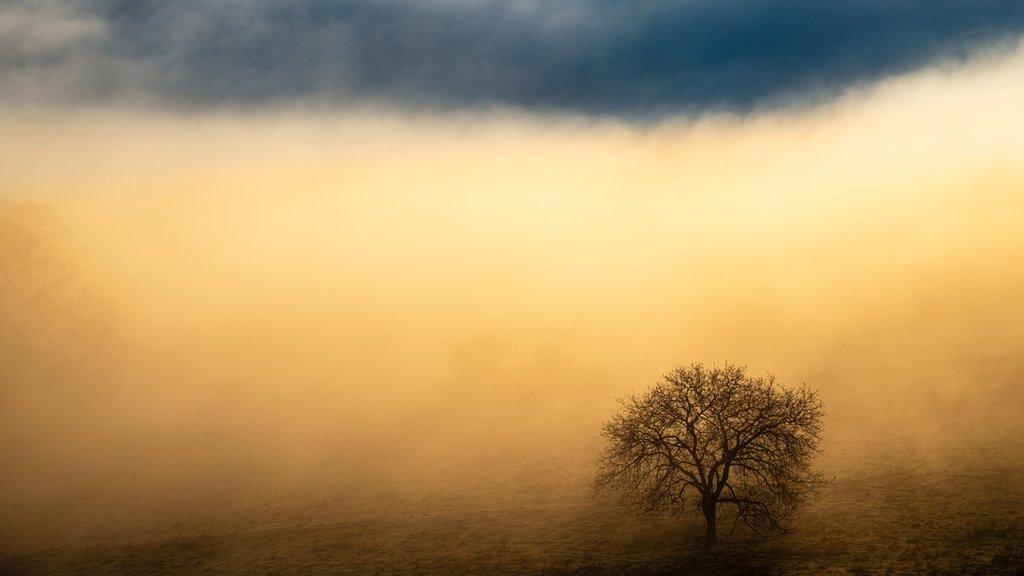 field-with-a-tree.