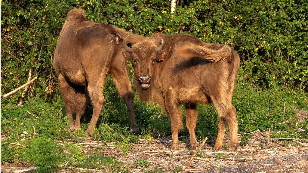 Bison in Kent woodland