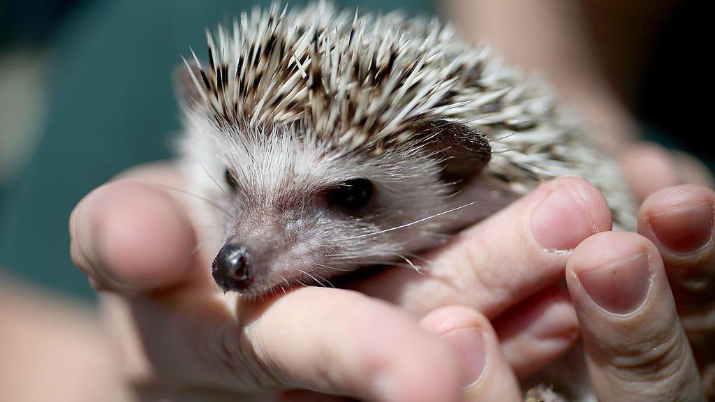 hedgehog in hand