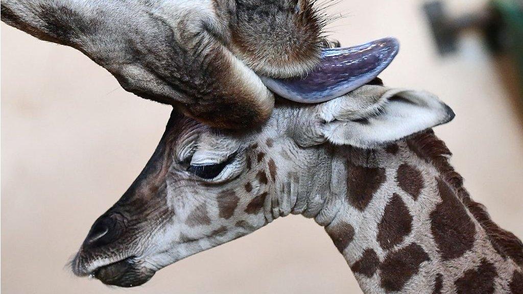 giraffe-tongue.