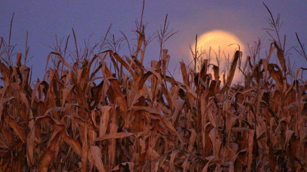 Moon over corn field