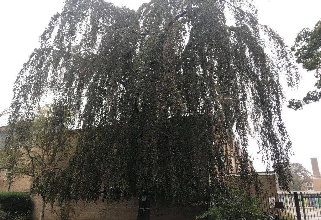 The weeping beech tree