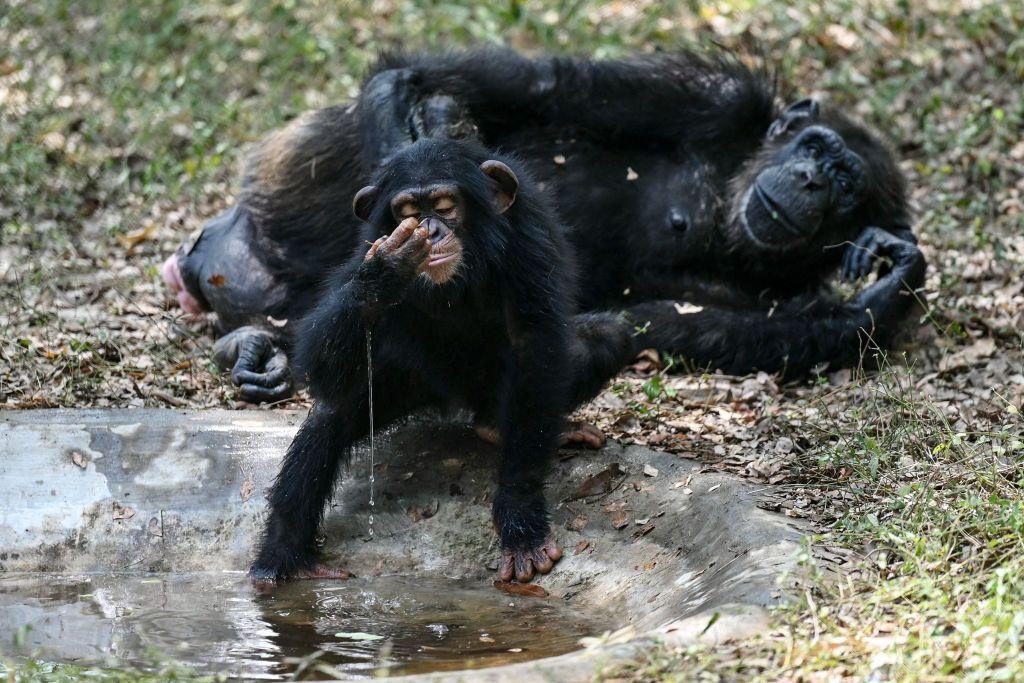 Monkey cools itself in water