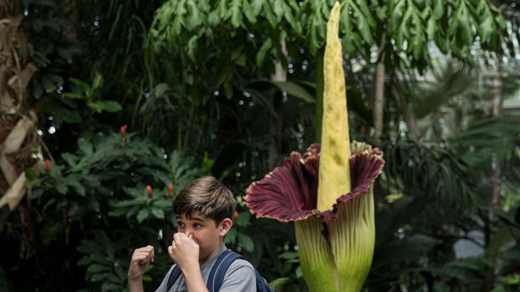A boy holding his nose next to the corpse flower.