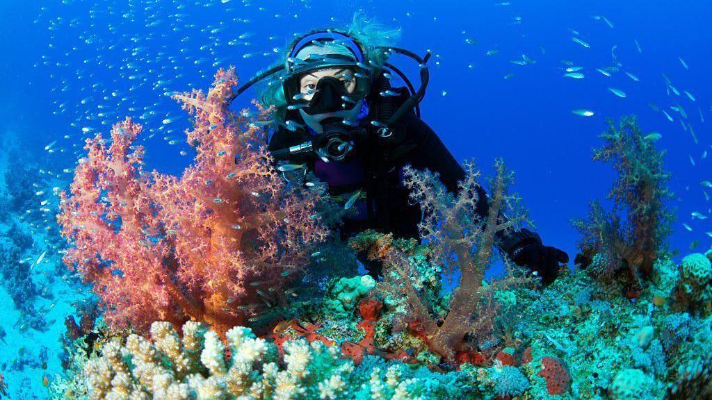 Diver with coral