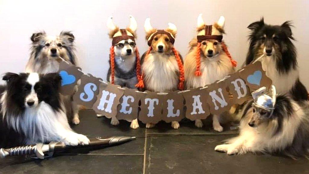 Dogs dressed as Vikings