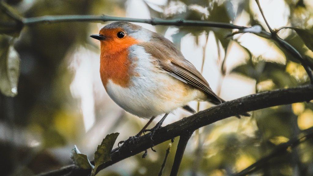 Robin in Roker Park