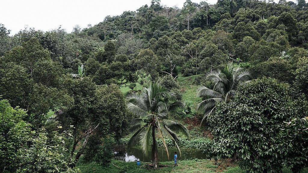 Wide shot of green durian trees and palms planted on hilly terrain