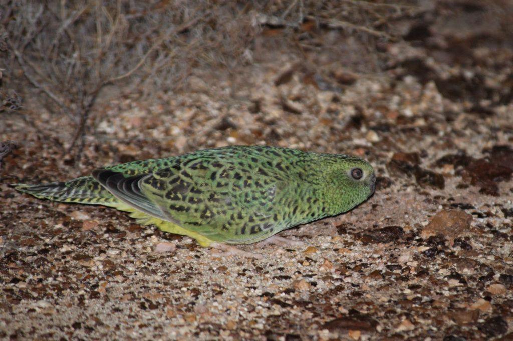 night parrot