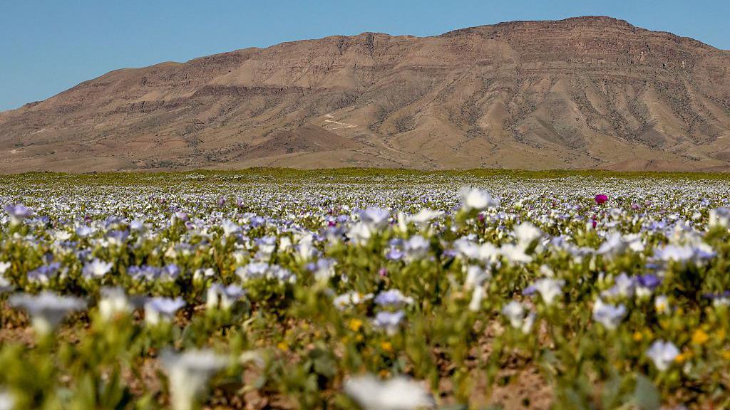 Purple and white flowers are seen at the base of a mountain with blue skies above 