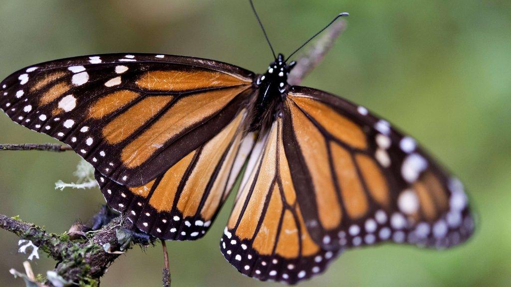 A Monarch butterfly (Danaus plexippus) at the oyamel firs (Abies religiosa) forest in Temascaltepec, Mexico