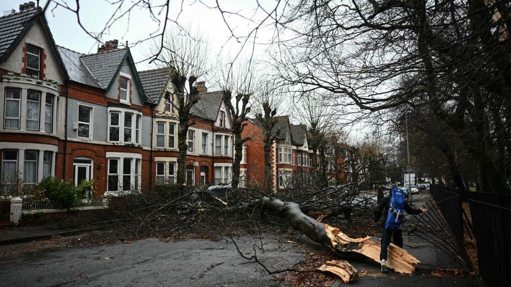 A tree blown over in Liverpool during Storm Darragh