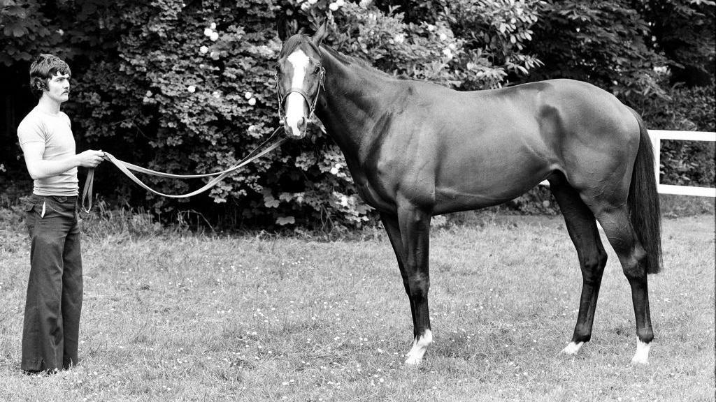 A man is on the left in a field, he is wearing long trousers and a tight top. He is holding a leash to a horse that is standing on its side directly looking into the camera. 