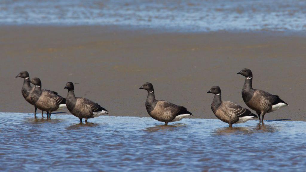 6 small grey and black geese stand in the shallow area of dark blue sea. A small patch of dark brown sand can be seen behind them.