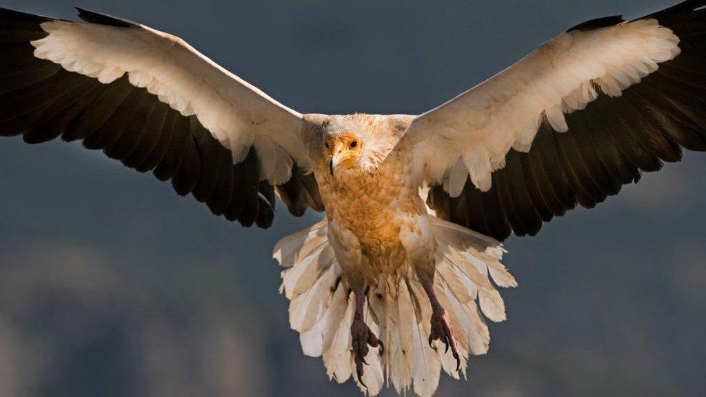 Egyptian Vulture