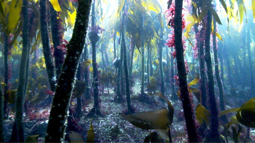 Kelp forest