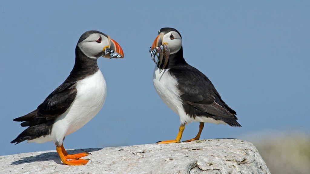 puffins.