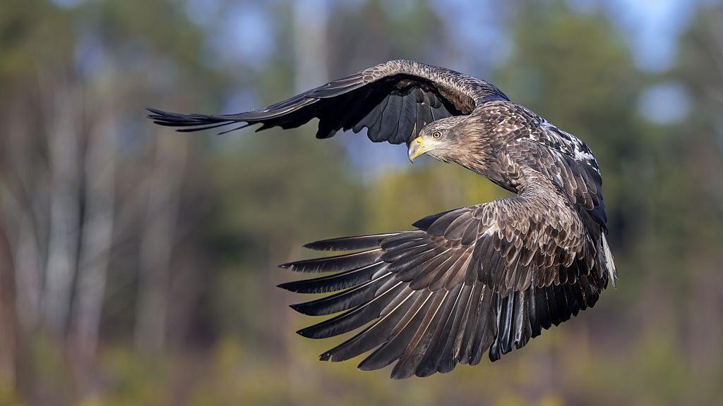 A white-tailed eagle is flying in a forest. Its wings are spread out in front of its body.