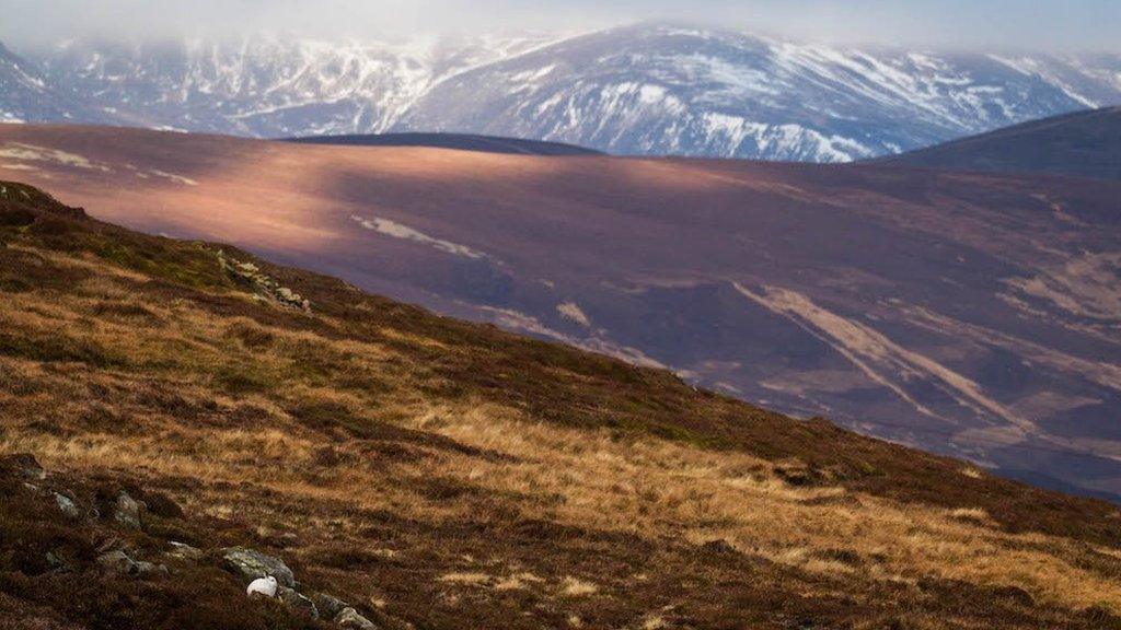 Mountain hare and no snow