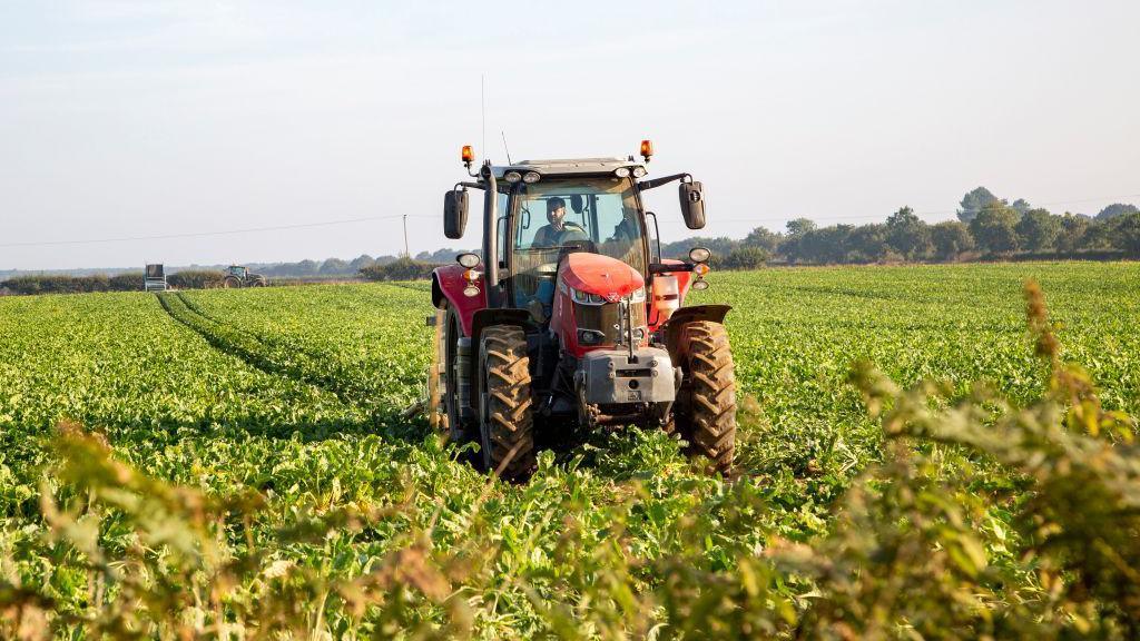 A red tractor in a filed of sugar beet in Sutton, Suffolk, England 