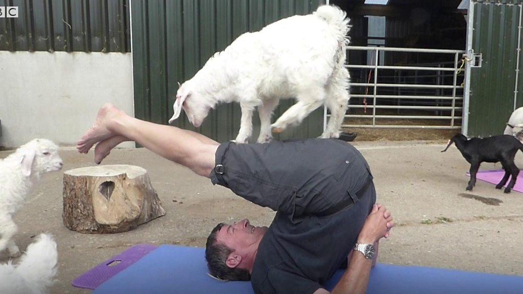 Goat yoga