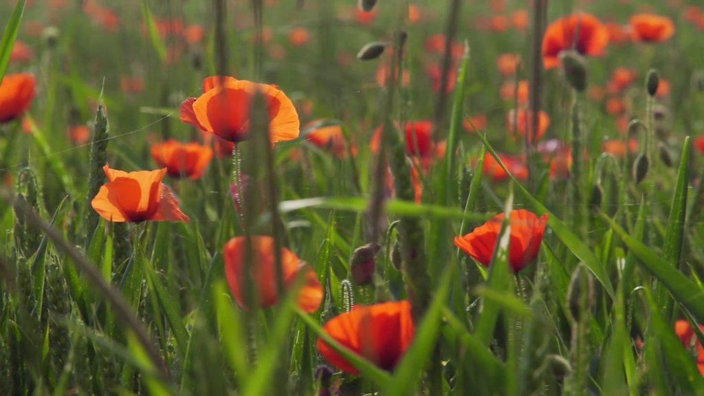 Poppies