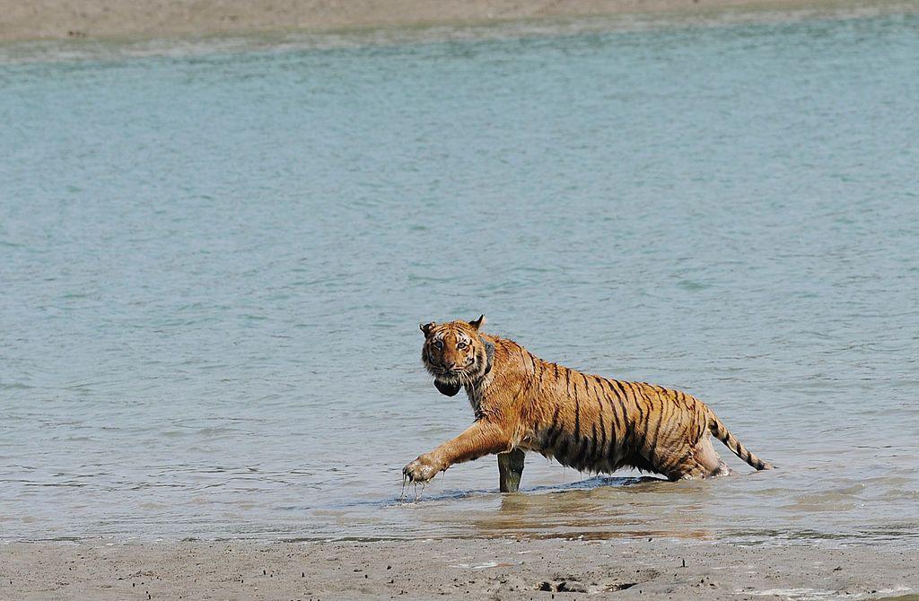 An Indian tigress wearing a radio collar wades through a river after being released by wildlife workers in Storekhali forest in the Sundarbans, some 130 km south of Kolkata, on February 24, 2010.