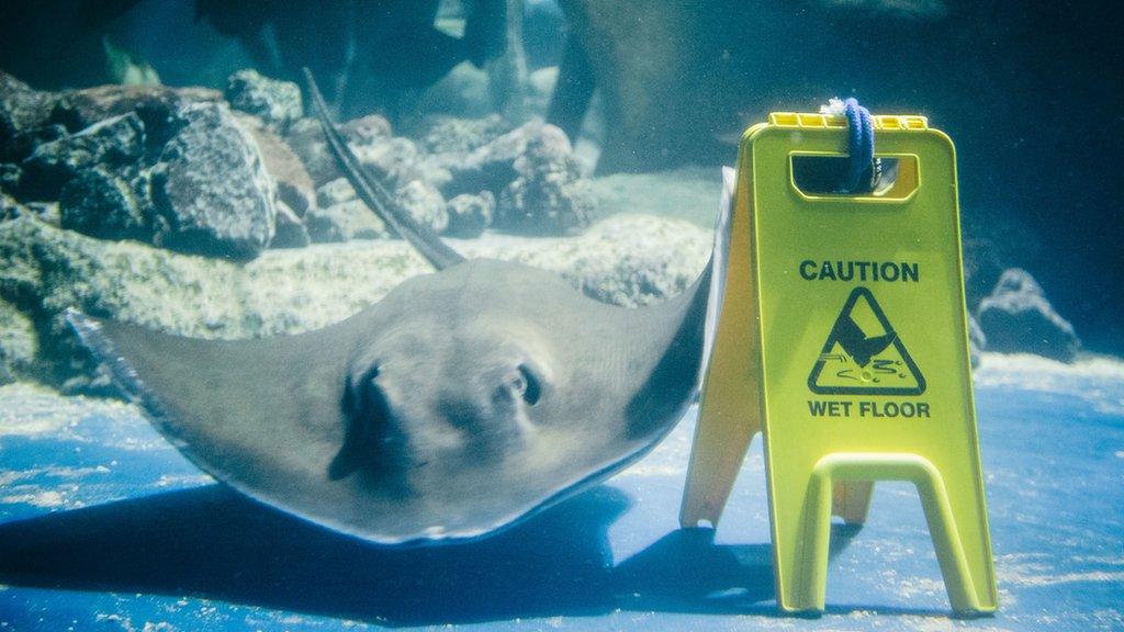 ray with wet floor sign