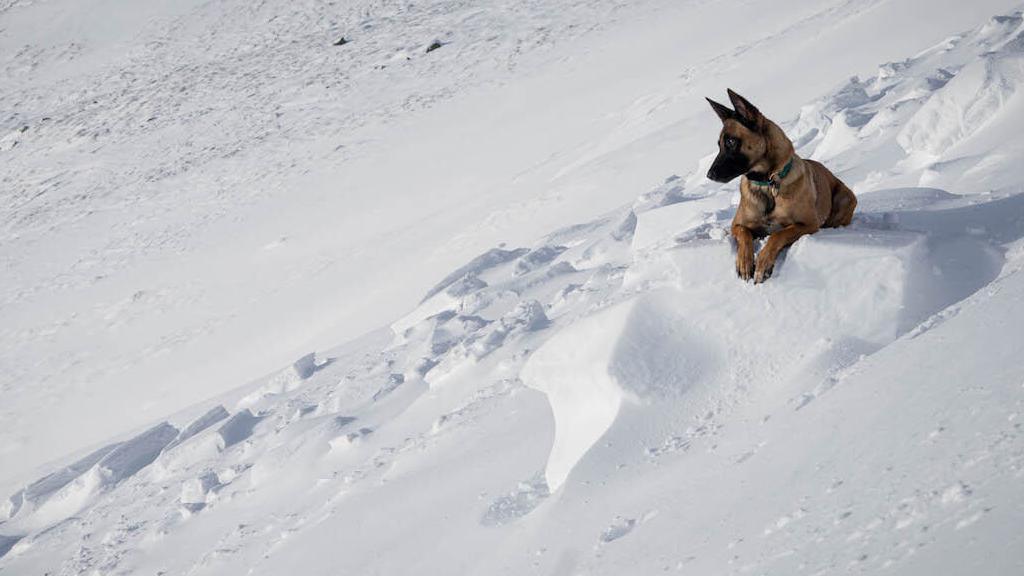 Dog on avalanche debris