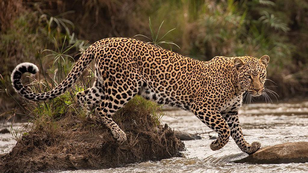 A leopard leaping across rocks